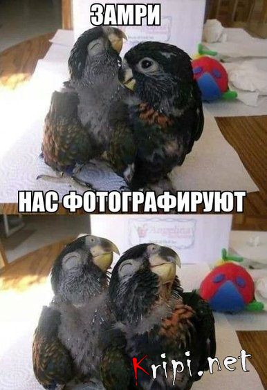 Забавные попугаи